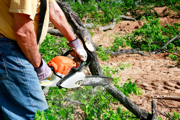 Best Local Tree Services  in Lincolnton, GA